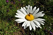 19 Bellissima margherita con ospite